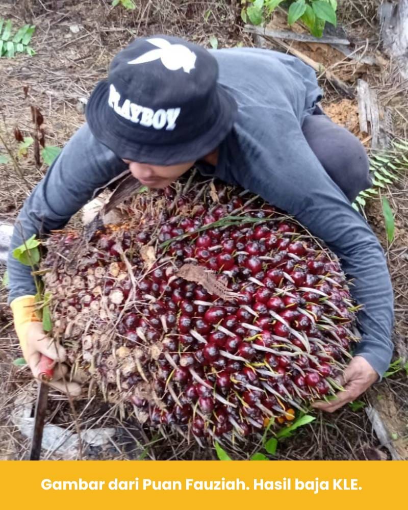 Puan Fauziah beritahu hasil sawit naik 1.1 tan