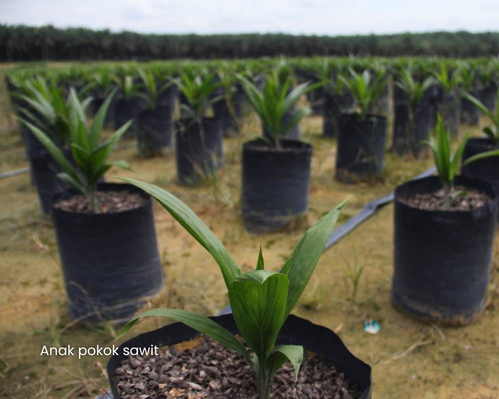 Sawit 005. Pembentukan anak pokok sawit ditentukan pucuk dan daun