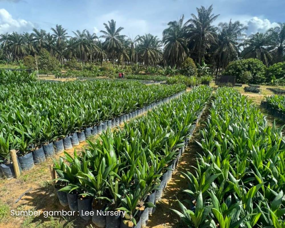 Sawit 006. Menjadikan anak pokok sawit cukup makan dan minum serta teguh