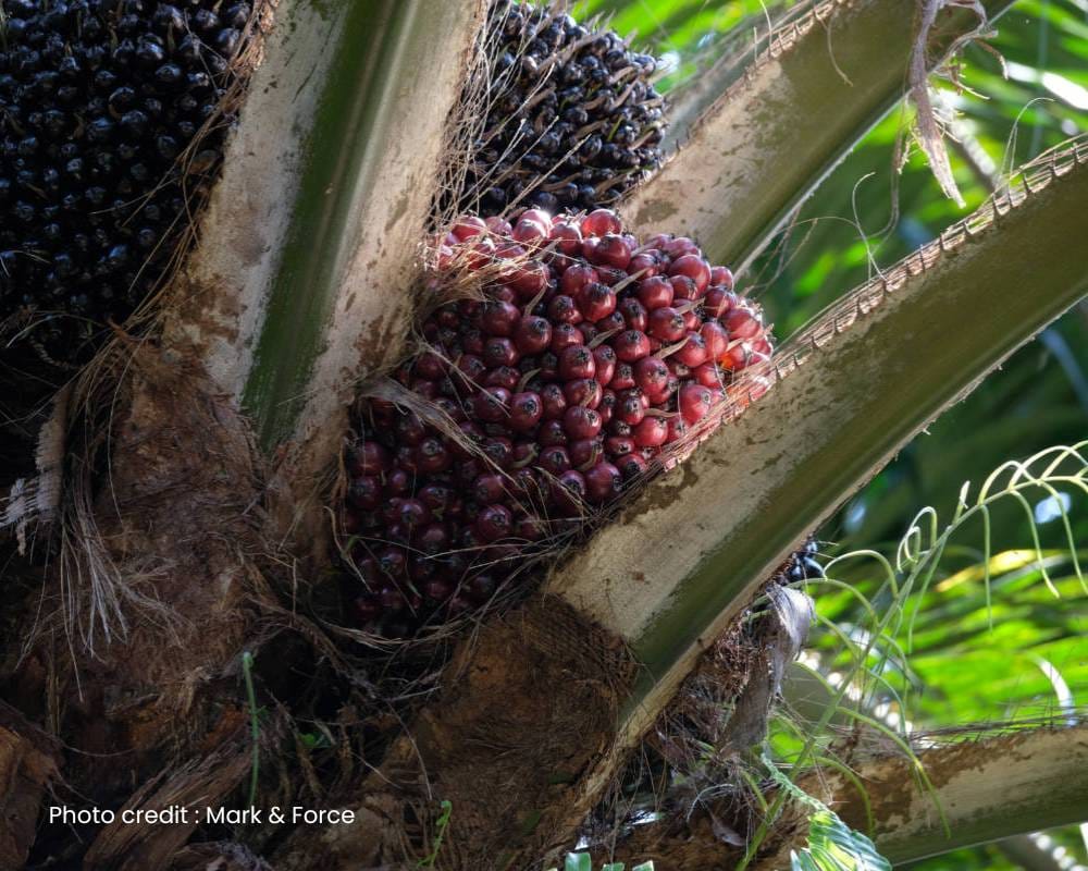 Teknik Sawit Berat 003 : Salurkan tenaga kepada buah