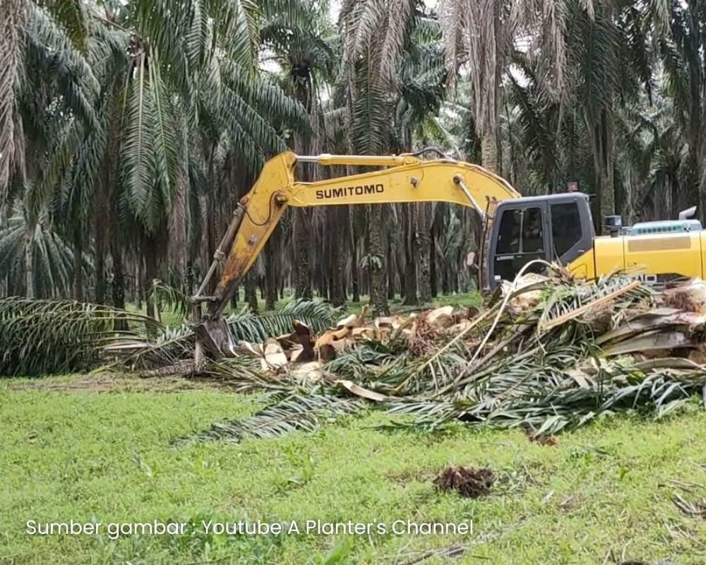 Sawit 008. Kaedah tanam semula sawit tanpa risiko kumbang dan ganoderma