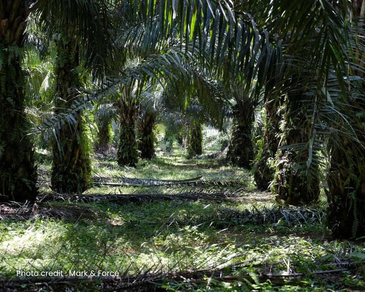 Teknik Sawit Berat 001 : Cantikkan daun