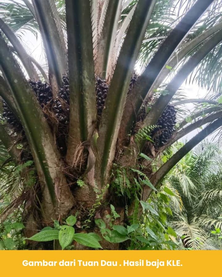 Buah sawit bertambah, akar jadi banyak - Ini hasil tuan Dau