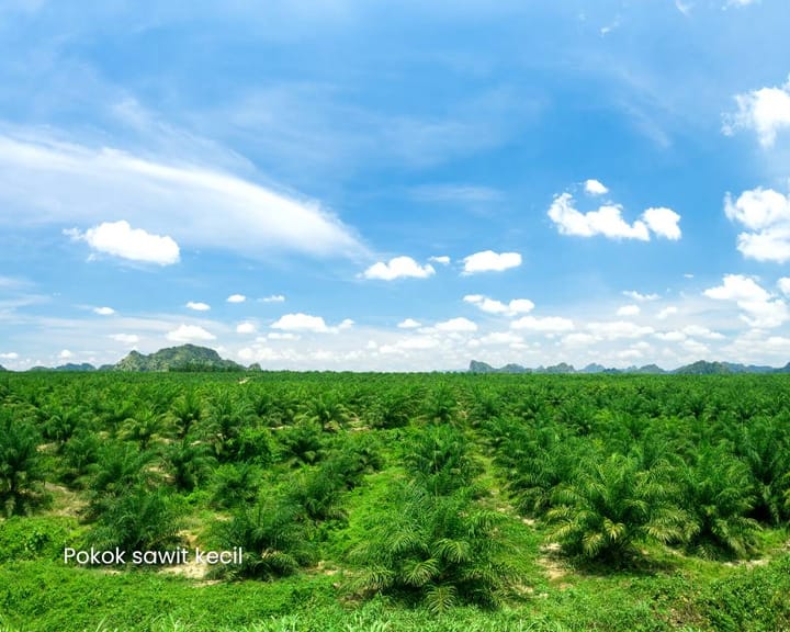 Sawit 004. Melindungi anak pokok sawit