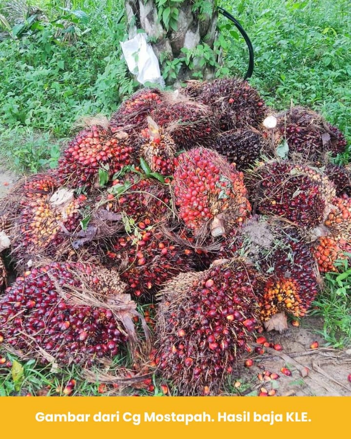 Buah sawit Cg Mostapah bertambah cantik [video]