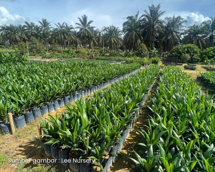 Sawit 006. Menjadikan anak pokok sawit cukup makan dan minum serta teguh