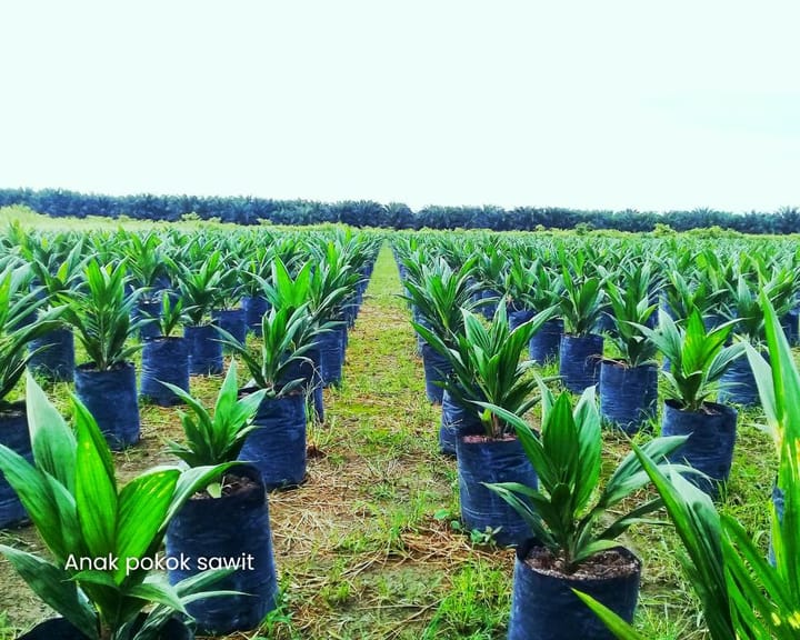 Sawit 002. Pemilihan anak pokok sawit